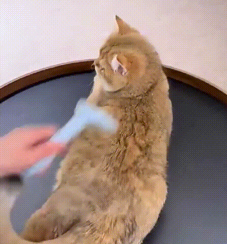 视频 (3).gif