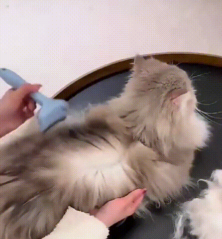 视频.gif