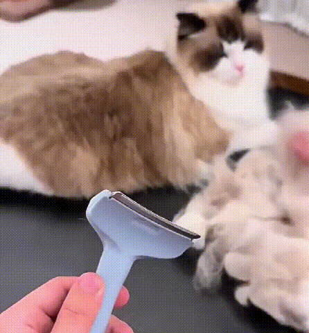 视频 (2).gif