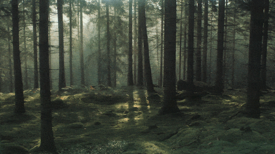 14.gif