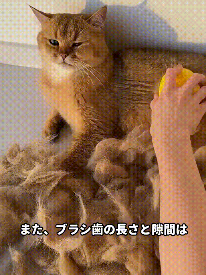 JP-1130397-HFH-猫狗宠物电动喷雾按摩梳-秦丹1_08.gif