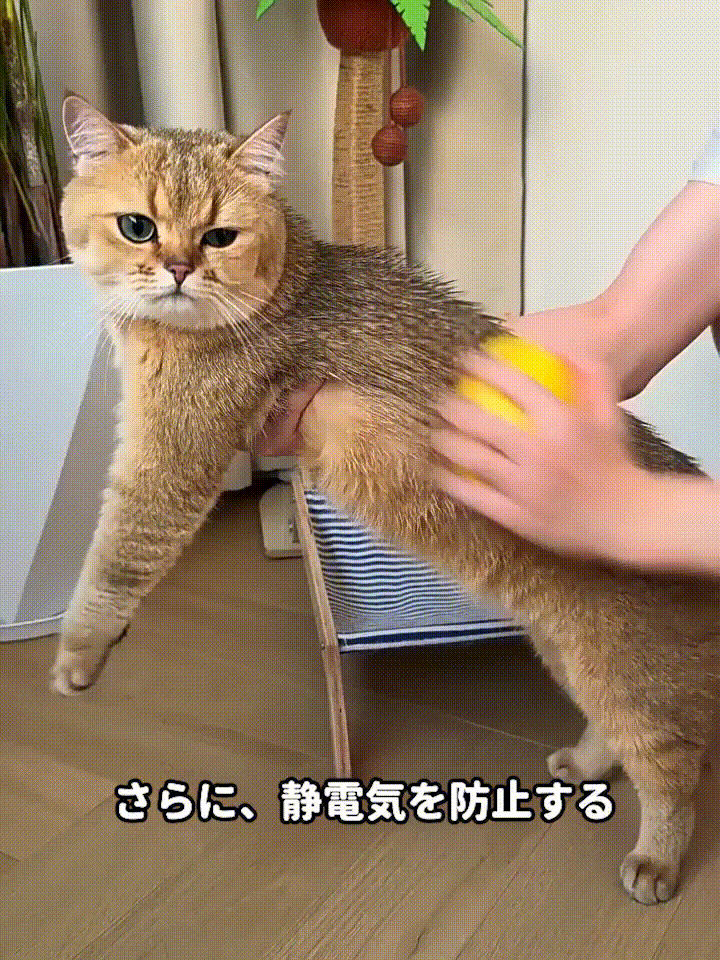 JP-1130397-HFH-猫狗宠物电动喷雾按摩梳-秦丹1_16.gif